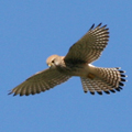 Falco Pellegrino